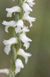 Nodding lady's tresses